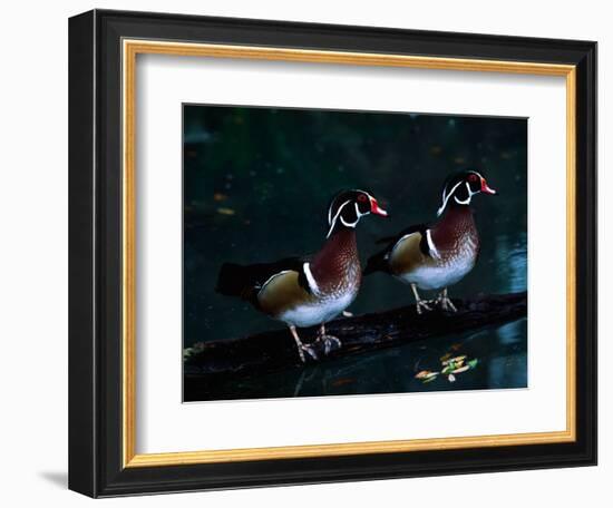 Two Male Wood Ducks, Florida, USA-Charles Sleicher-Framed Photographic Print