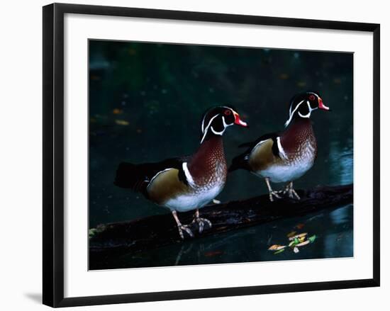 Two Male Wood Ducks, Florida, USA-Charles Sleicher-Framed Photographic Print