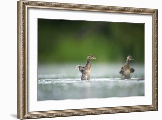 Two Mallard (Anas Platyrhynchos) Ducklings Standing Up to Shake Wings after Bathing, Derbyshire, UK-Andrew Parkinson-Framed Photographic Print