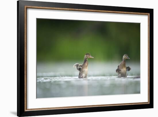 Two Mallard (Anas Platyrhynchos) Ducklings Standing Up to Shake Wings after Bathing, Derbyshire, UK-Andrew Parkinson-Framed Photographic Print