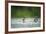 Two Mallard (Anas Platyrhynchos) Ducklings Standing Up to Shake Wings after Bathing, Derbyshire, UK-Andrew Parkinson-Framed Photographic Print