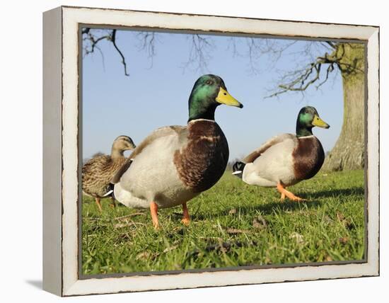 Two Mallard Drakes (Anas Platyrhynchos) and a Duck Approaching on Grass, Wiltshire, England, UK-Nick Upton-Framed Premier Image Canvas