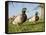 Two Mallard Drakes (Anas Platyrhynchos) and a Duck Approaching on Grass, Wiltshire, England, UK-Nick Upton-Framed Premier Image Canvas