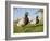 Two Mallard Drakes (Anas Platyrhynchos) and a Duck Approaching on Grass, Wiltshire, England, UK-Nick Upton-Framed Photographic Print