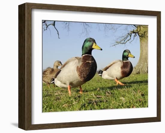 Two Mallard Drakes (Anas Platyrhynchos) and a Duck Approaching on Grass, Wiltshire, England, UK-Nick Upton-Framed Photographic Print