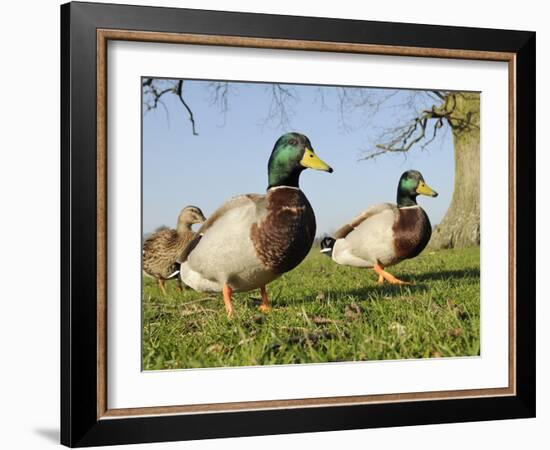 Two Mallard Drakes (Anas Platyrhynchos) and a Duck Approaching on Grass, Wiltshire, England, UK-Nick Upton-Framed Photographic Print