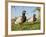 Two Mallard Drakes (Anas Platyrhynchos) and a Duck Approaching on Grass, Wiltshire, England, UK-Nick Upton-Framed Photographic Print