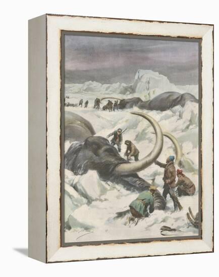 Two Mammoths are Found Frozen in the Jamalm Peninsula 2400 Kilometres North of Saint Petersburg-Achille Beltrame-Framed Stretched Canvas