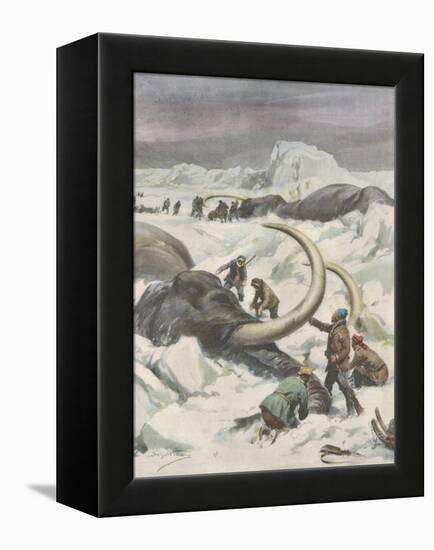 Two Mammoths are Found Frozen in the Jamalm Peninsula 2400 Kilometres North of Saint Petersburg-Achille Beltrame-Framed Stretched Canvas