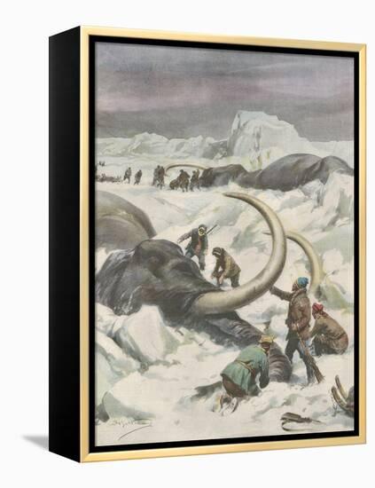 Two Mammoths are Found Frozen in the Jamalm Peninsula 2400 Kilometres North of Saint Petersburg-Achille Beltrame-Framed Stretched Canvas