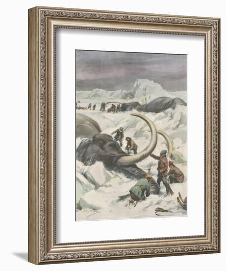 Two Mammoths are Found Frozen in the Jamalm Peninsula 2400 Kilometres North of Saint Petersburg-Achille Beltrame-Framed Art Print