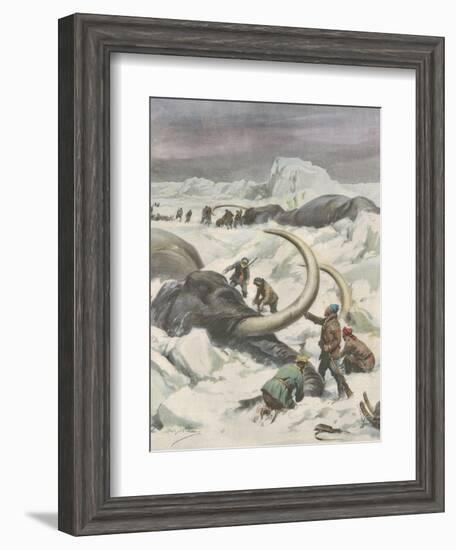 Two Mammoths are Found Frozen in the Jamalm Peninsula 2400 Kilometres North of Saint Petersburg-Achille Beltrame-Framed Art Print