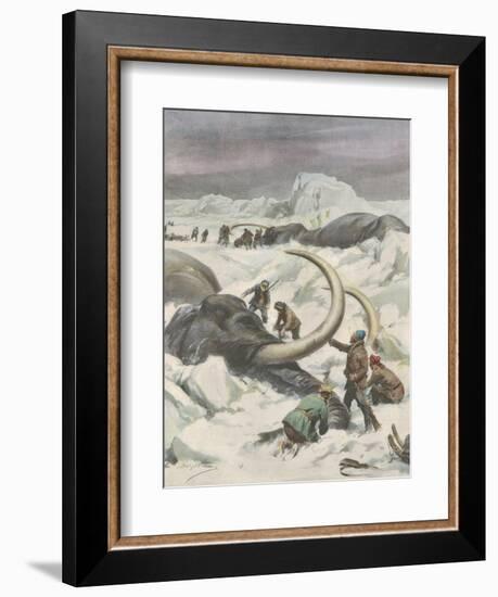 Two Mammoths are Found Frozen in the Jamalm Peninsula 2400 Kilometres North of Saint Petersburg-Achille Beltrame-Framed Art Print