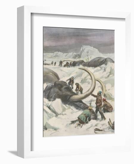 Two Mammoths are Found Frozen in the Jamalm Peninsula 2400 Kilometres North of Saint Petersburg-Achille Beltrame-Framed Art Print