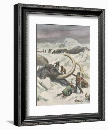 Two Mammoths are Found Frozen in the Jamalm Peninsula 2400 Kilometres North of Saint Petersburg-Achille Beltrame-Framed Art Print