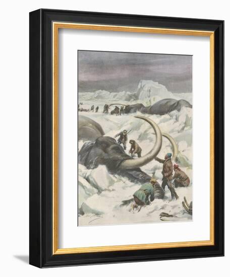 Two Mammoths are Found Frozen in the Jamalm Peninsula 2400 Kilometres North of Saint Petersburg-Achille Beltrame-Framed Art Print