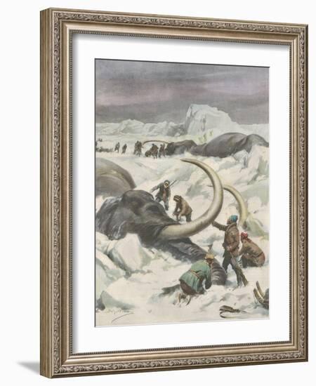 Two Mammoths are Found Frozen in the Jamalm Peninsula 2400 Kilometres North of Saint Petersburg-Achille Beltrame-Framed Art Print