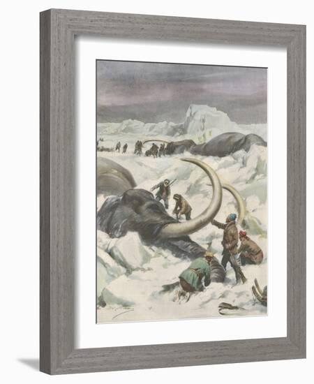 Two Mammoths are Found Frozen in the Jamalm Peninsula 2400 Kilometres North of Saint Petersburg-Achille Beltrame-Framed Art Print