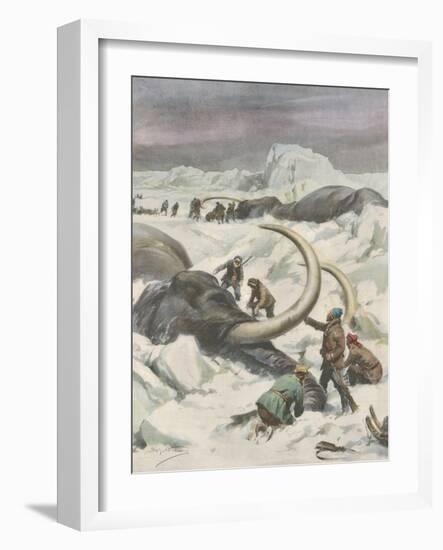 Two Mammoths are Found Frozen in the Jamalm Peninsula 2400 Kilometres North of Saint Petersburg-Achille Beltrame-Framed Art Print