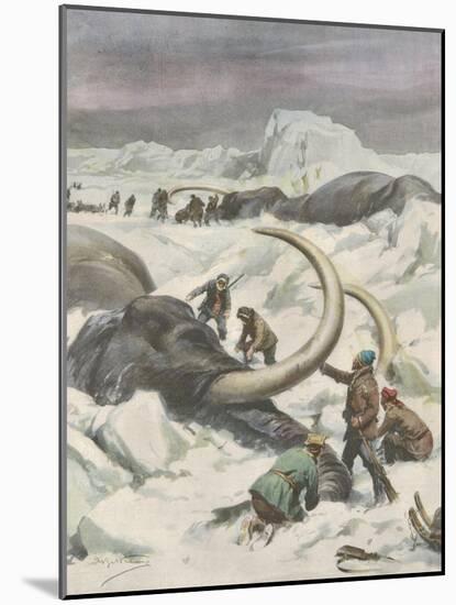 Two Mammoths are Found Frozen in the Jamalm Peninsula 2400 Kilometres North of Saint Petersburg-Achille Beltrame-Mounted Art Print