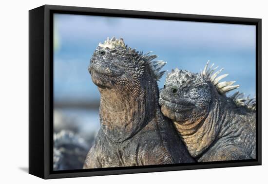 Two Marine iguanas, sharing body warmth, Galapagos-Tui De Roy-Framed Premier Image Canvas