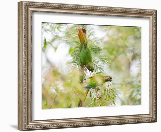 Two Maroon-Bellied Parakeets Feeding in a Tree in Ubatuba, Brazil-Alex Saberi-Framed Photographic Print