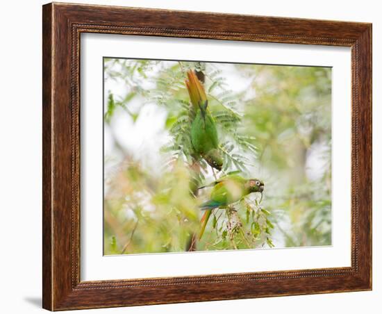 Two Maroon-Bellied Parakeets Feeding in a Tree in Ubatuba, Brazil-Alex Saberi-Framed Photographic Print