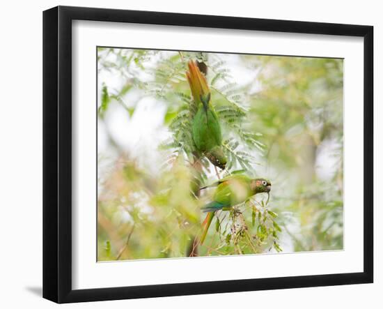 Two Maroon-Bellied Parakeets Feeding in a Tree in Ubatuba, Brazil-Alex Saberi-Framed Photographic Print