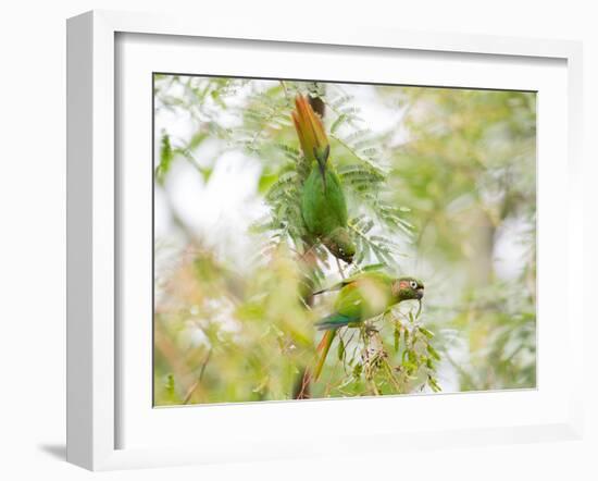 Two Maroon-Bellied Parakeets Feeding in a Tree in Ubatuba, Brazil-Alex Saberi-Framed Photographic Print