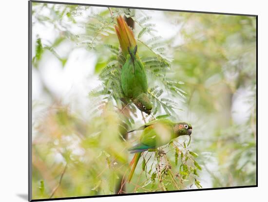 Two Maroon-Bellied Parakeets Feeding in a Tree in Ubatuba, Brazil-Alex Saberi-Mounted Photographic Print