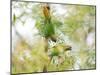 Two Maroon-Bellied Parakeets Feeding in a Tree in Ubatuba, Brazil-Alex Saberi-Mounted Photographic Print