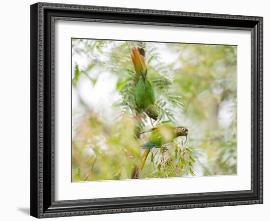 Two Maroon-Bellied Parakeets Feeding in a Tree in Ubatuba, Brazil-Alex Saberi-Framed Photographic Print