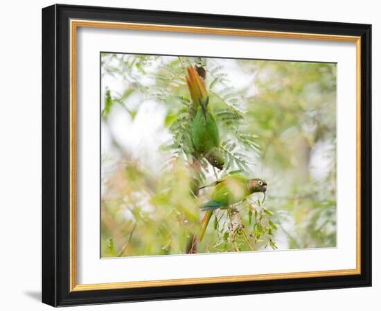 Two Maroon-Bellied Parakeets Feeding in a Tree in Ubatuba, Brazil-Alex Saberi-Framed Photographic Print