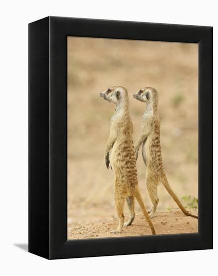 Two Meerkat or Suricate, Kgalagadi Transfrontier Park, South Africa-James Hager-Framed Premier Image Canvas