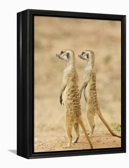 Two Meerkat or Suricate, Kgalagadi Transfrontier Park, South Africa-James Hager-Framed Premier Image Canvas