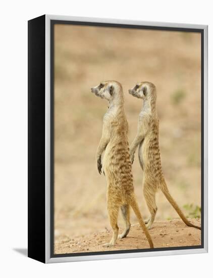 Two Meerkat or Suricate, Kgalagadi Transfrontier Park, South Africa-James Hager-Framed Premier Image Canvas