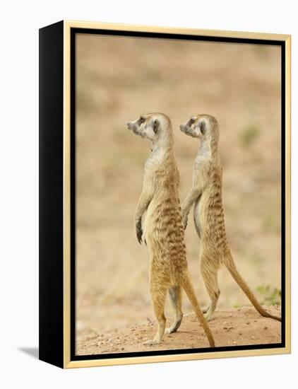 Two Meerkat or Suricate, Kgalagadi Transfrontier Park, South Africa-James Hager-Framed Premier Image Canvas