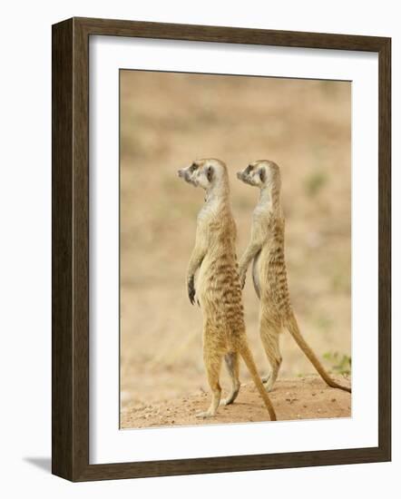 Two Meerkat or Suricate, Kgalagadi Transfrontier Park, South Africa-James Hager-Framed Photographic Print