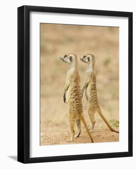 Two Meerkat or Suricate, Kgalagadi Transfrontier Park, South Africa-James Hager-Framed Photographic Print