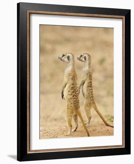 Two Meerkat or Suricate, Kgalagadi Transfrontier Park, South Africa-James Hager-Framed Photographic Print