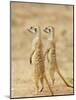 Two Meerkat or Suricate, Kgalagadi Transfrontier Park, South Africa-James Hager-Mounted Photographic Print