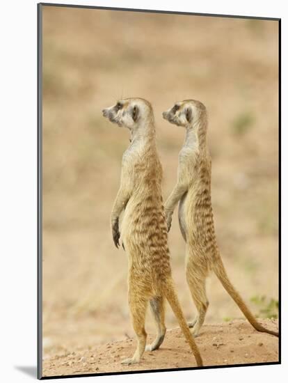 Two Meerkat or Suricate, Kgalagadi Transfrontier Park, South Africa-James Hager-Mounted Photographic Print