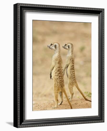 Two Meerkat or Suricate, Kgalagadi Transfrontier Park, South Africa-James Hager-Framed Photographic Print