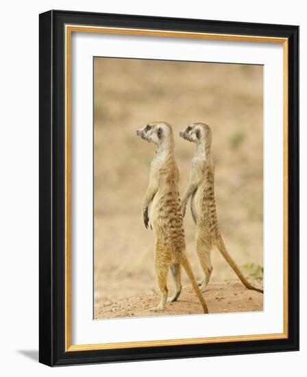 Two Meerkat or Suricate, Kgalagadi Transfrontier Park, South Africa-James Hager-Framed Photographic Print