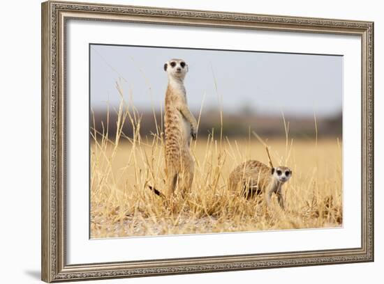 Two Meerkats Alert and on Evening Lookout in the Dry Grass of the Kalahari, Botswana-Karine Aigner-Framed Photographic Print