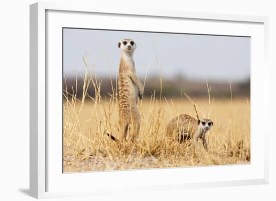 Two Meerkats Alert and on Evening Lookout in the Dry Grass of the Kalahari, Botswana-Karine Aigner-Framed Photographic Print