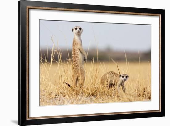 Two Meerkats Alert and on Evening Lookout in the Dry Grass of the Kalahari, Botswana-Karine Aigner-Framed Photographic Print