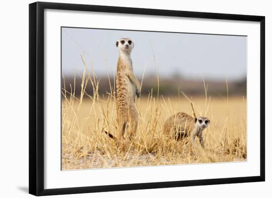 Two Meerkats Alert and on Evening Lookout in the Dry Grass of the Kalahari, Botswana-Karine Aigner-Framed Photographic Print