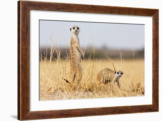 Two Meerkats Alert and on Evening Lookout in the Dry Grass of the Kalahari, Botswana-Karine Aigner-Framed Photographic Print