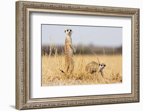 Two Meerkats Alert and on Evening Lookout in the Dry Grass of the Kalahari, Botswana-Karine Aigner-Framed Photographic Print